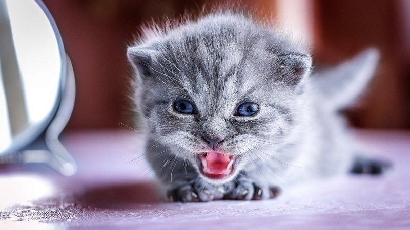 cute, grey, kitten, pink, cat, pisici, sweet