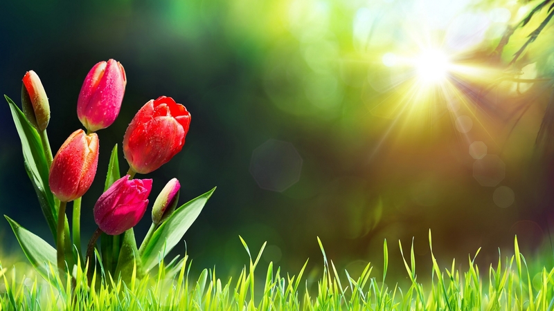 rays, grass, sunny, spring, morning, tulips, meadow, glow, beautiful, sunbeam