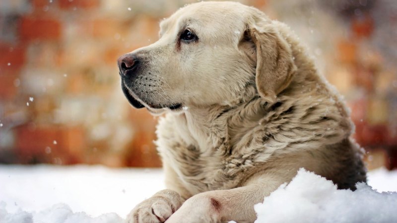 pretty, lovely, playful dog, pay, playful, beautiful, sweet, dog face, cute, puppies, bubbles, beauty, face, animals, dogs, puppy