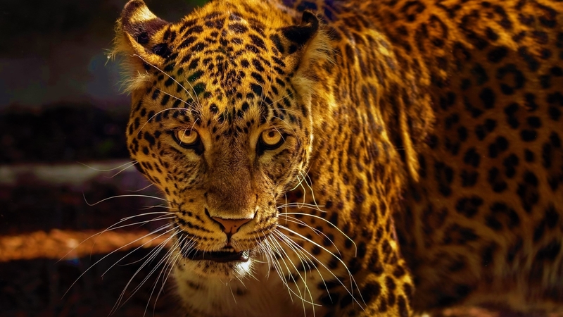 photo, cat, big, animal