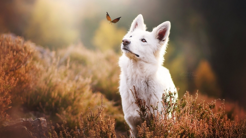 cute, puppies, animals, dogs