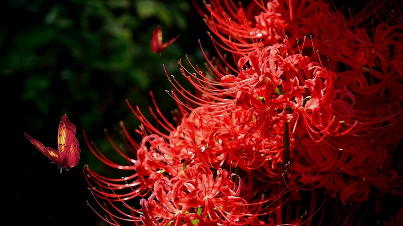 colorful, red, vivid, bold, black, red amaryllis spider, butterflies, spring bloom flowers, amaryllis, flowers, bright, vibrant, shell ghost cage, summer bloom flowers
