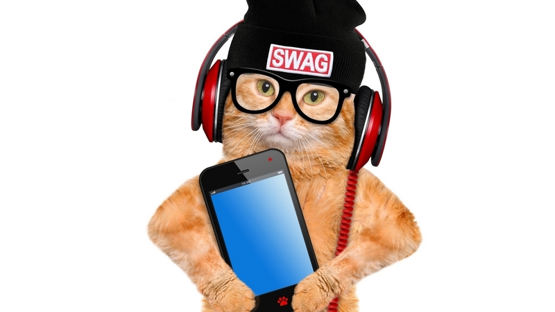 glasses, paw, cat, creative, iarna, winter, hat, fantasy, phone, funny, pisica