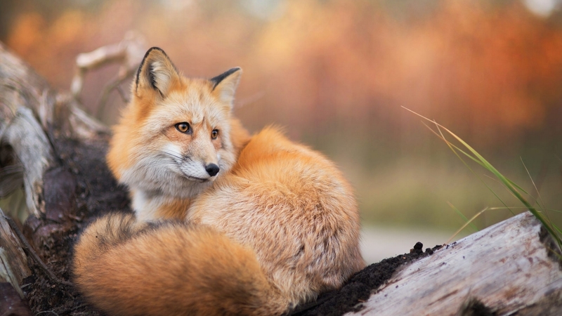 cute, curled, fox, animals