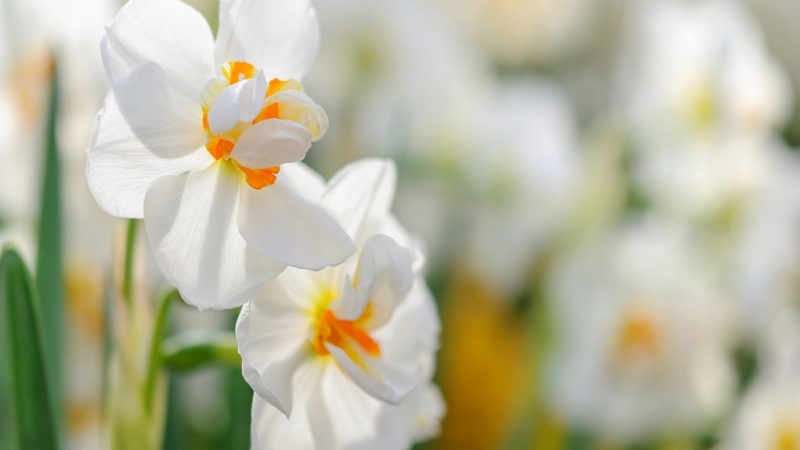 spring, flowers, daffodils, nature