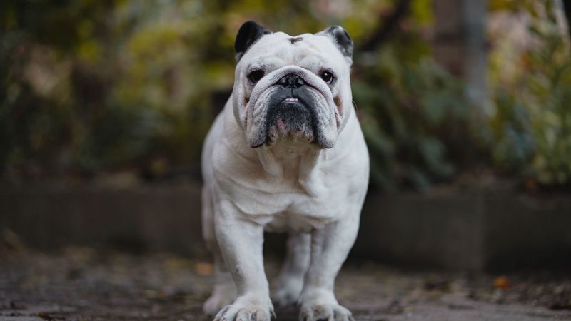 english bulldog, bulldog, dog, serious, 4k