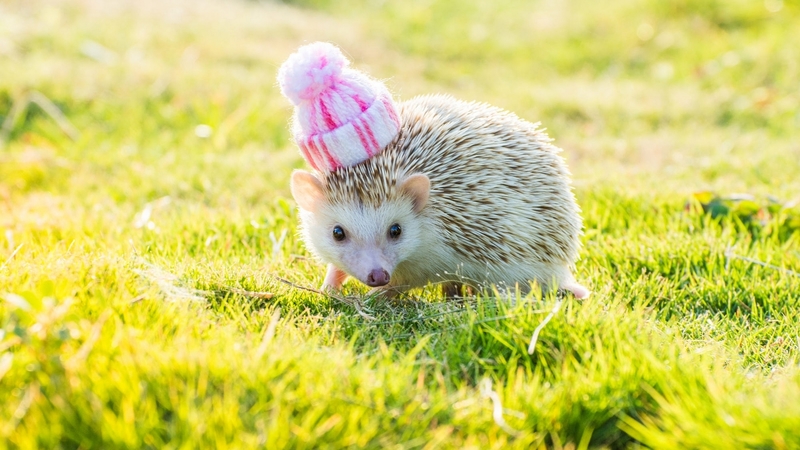cute, green, grass, hedgehog, arici, funny, pink, animal, hat