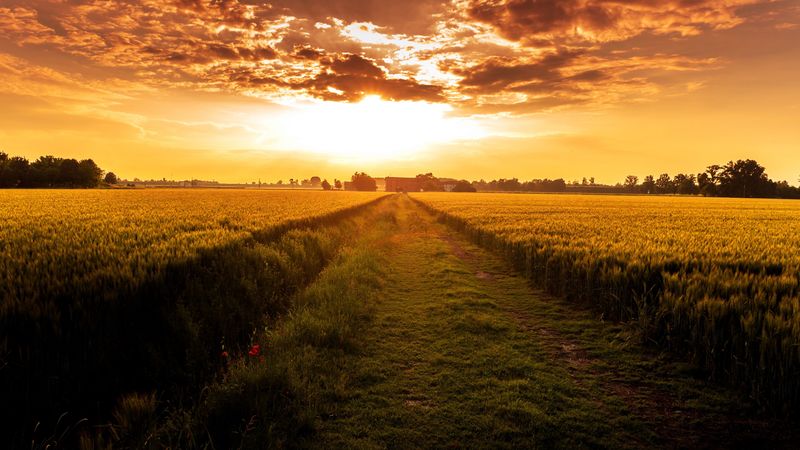 field, path, sunset, horizon, 4k