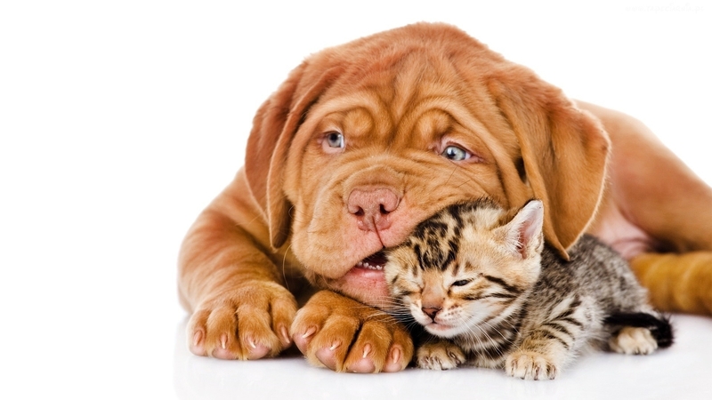 game, kitty, puppy, friends