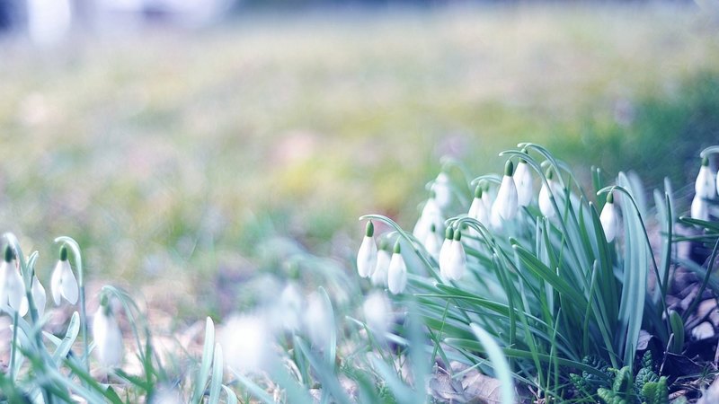 flowers, nature, beautiful, spring, snowdrops