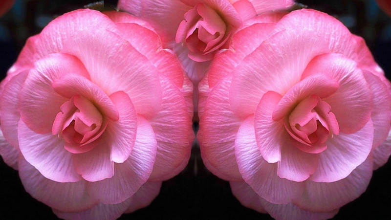 flowers, nature, petals, roses, pink