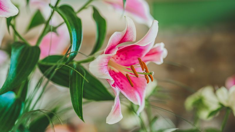 lily, petals, stamens, pollen, close-up, 4k