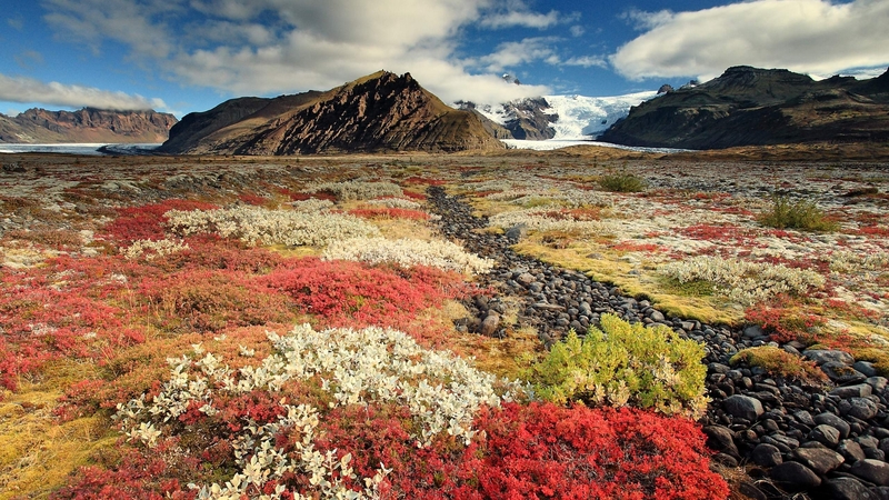 field of flowers, beautiful landscape, wild flowers, beautiful scenery, landsape