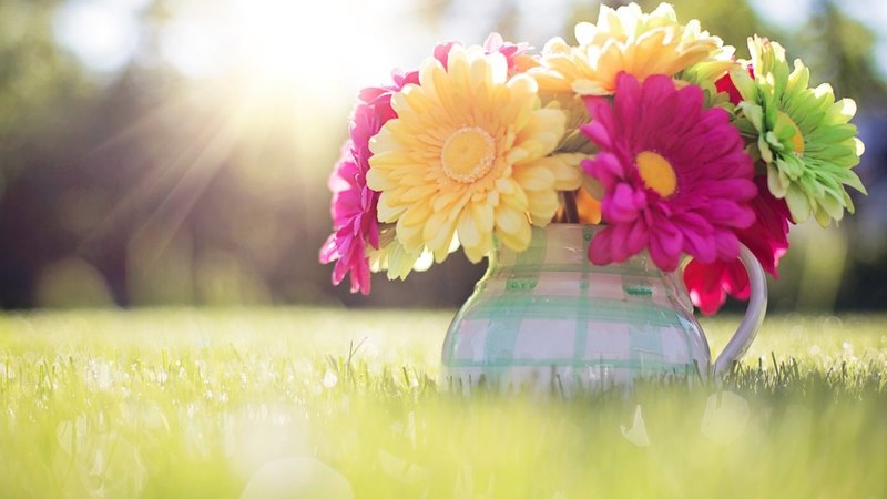 photo, pretty, flowers, nature