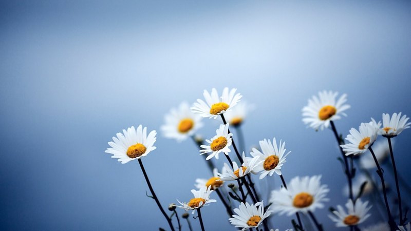 flowers, daises, stalks, bloom