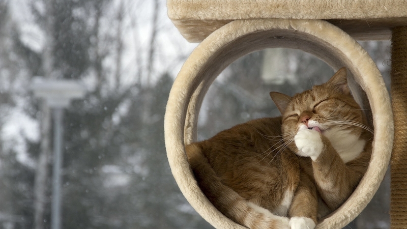 cute, pet, cat, animal