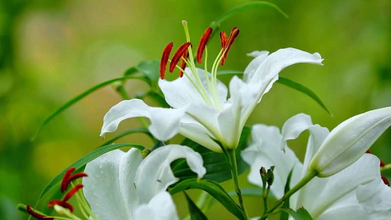 pretty, lovely, macro, flowers, lilies, beautiful, white