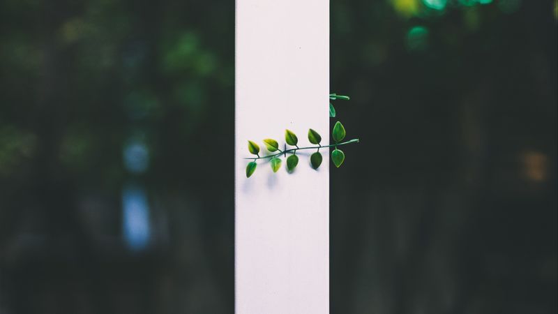 leaves, plant, blur, strip, 4k