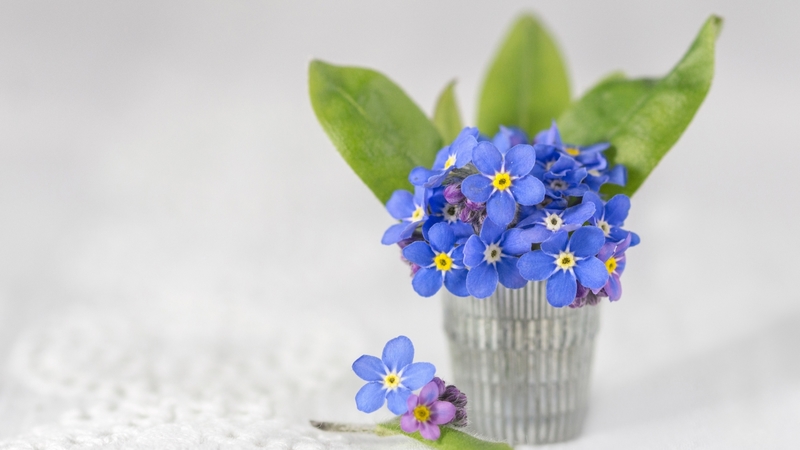 green, forget me not, blue, cute, flower, nu ma uita