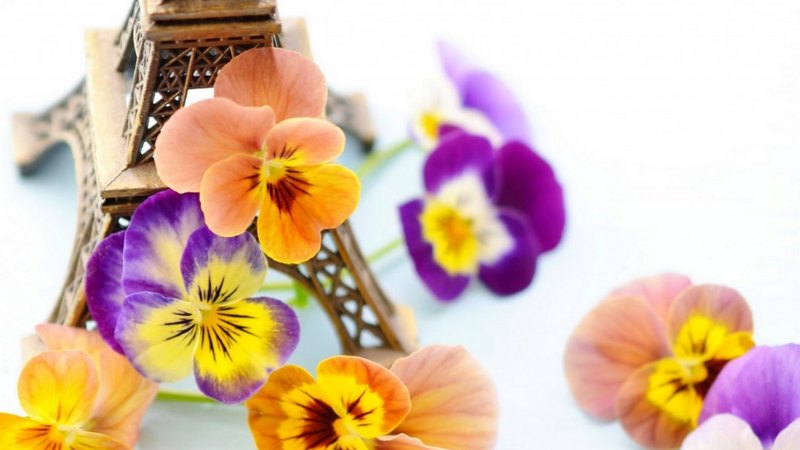 flowers, petals, nature, eiffel tower