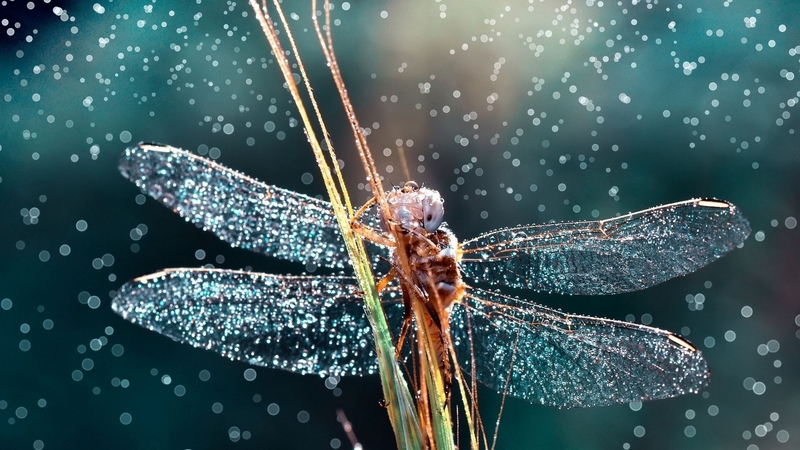 water, mustafa ozturk, libelula, dragonfly, insect, rain