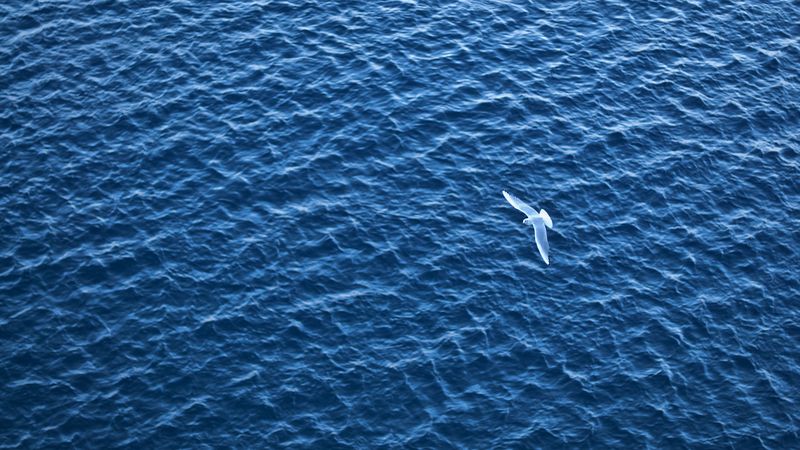 bird, sea, flight, ripple, 4k
