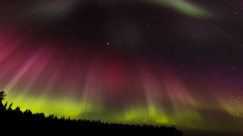 northern lights, aurora, starry sky, trees, 4k
