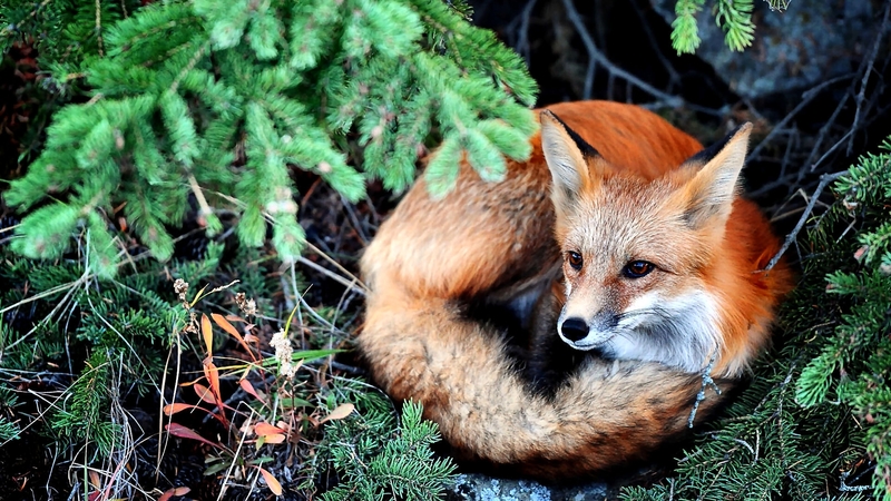 photo, photography, fox, wide screen, wildlife, beautiful, animal, red fox