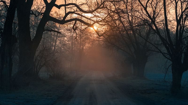 forest, fog, road, trees, sunset, 4k