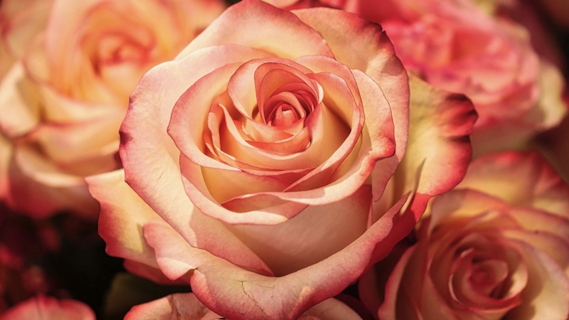 red, flower, pink, rose
