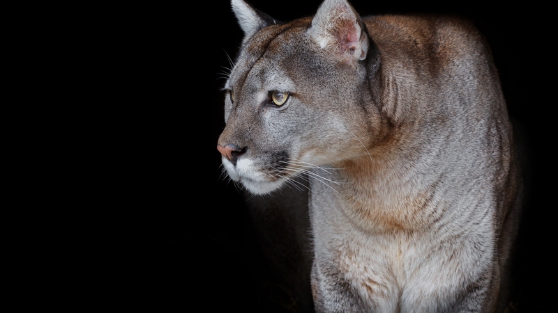 black, puma, cat, animal, mountain lion