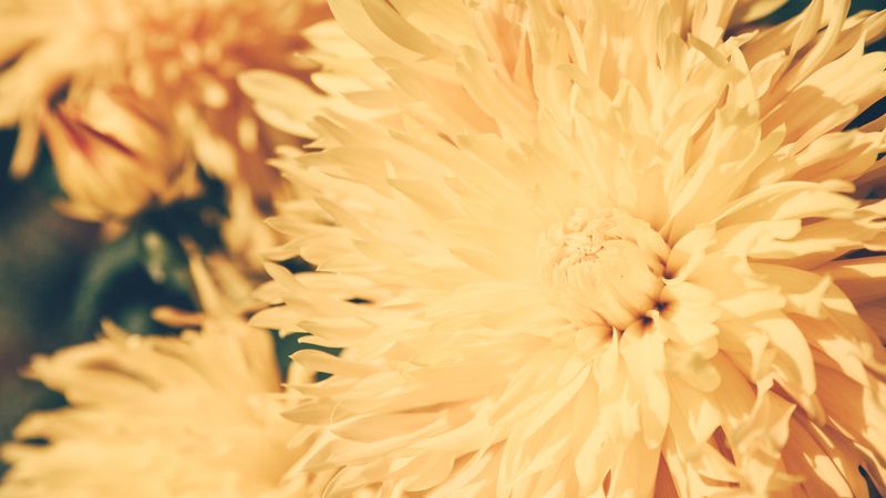 chrysanthemum, petals, flower, bright, 4k