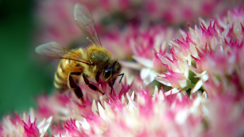 flower, bee, nature, honey