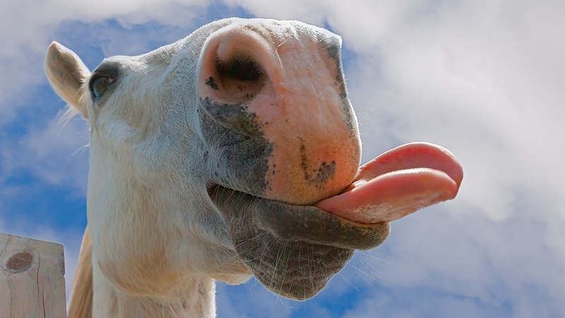 cal, face, funny, horse, tongue