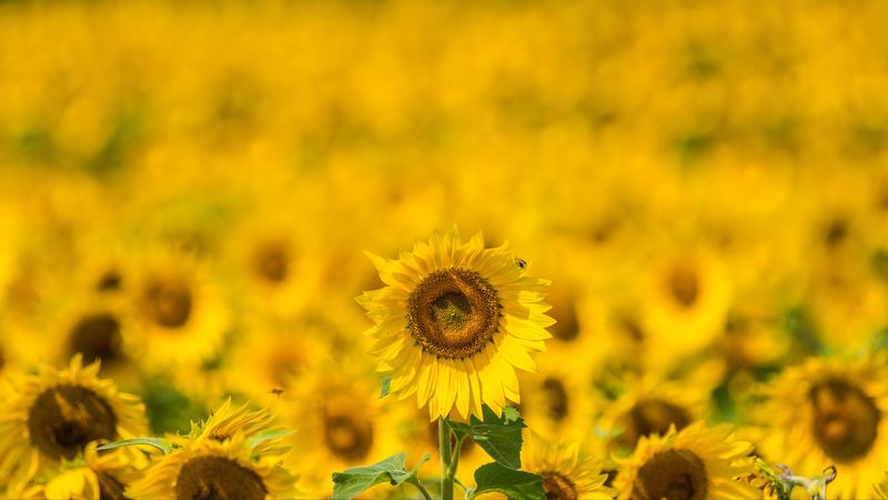 sunflower, yellow, blur, summer, 4k