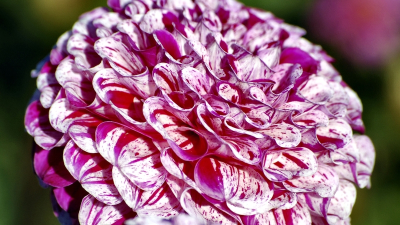 photo, romance, beautiful, floral, photography, love, wide screen, flower, beauty, dahlia