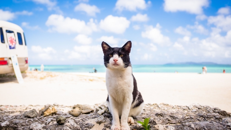 paw, sky, animal, cat