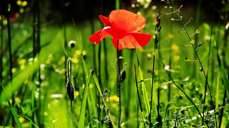 poppy, flower, red, green