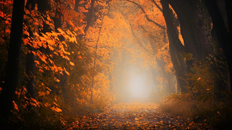 autumn, fog, forest, foliage, trees, path, 4k