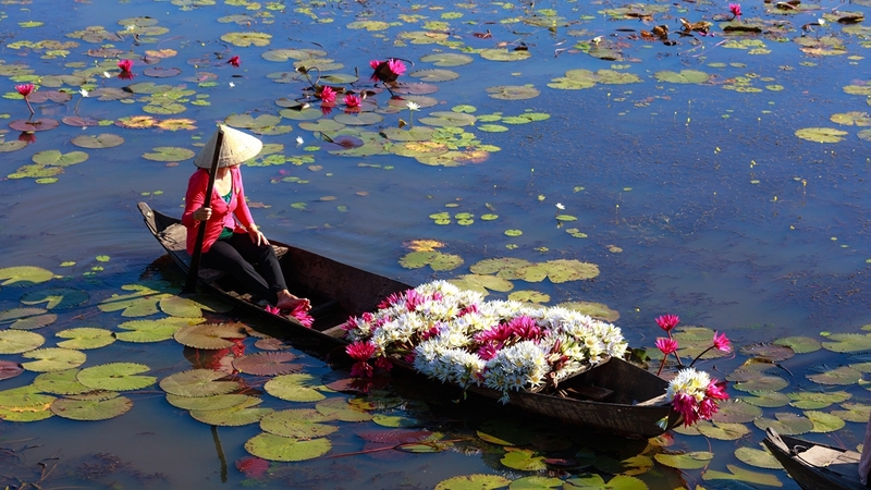 boat, nature, lake, lilies, flowers, hat