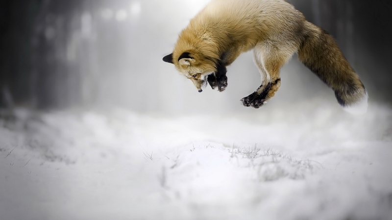 fox, snow, jump, winter