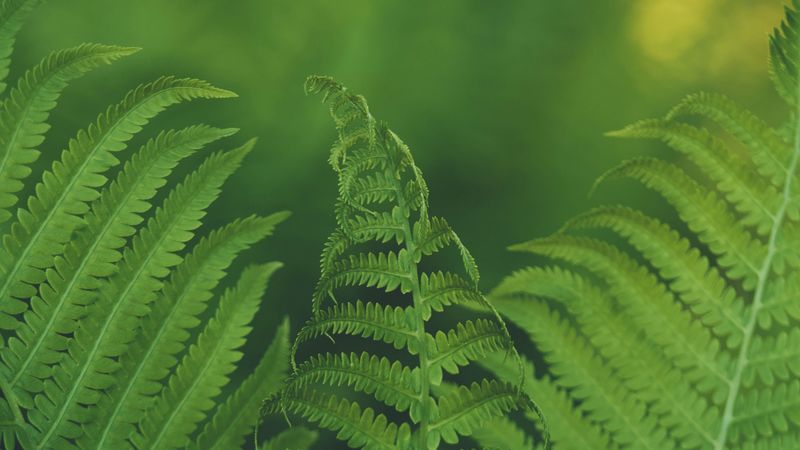 fern, leaf, macro, focus, 4k