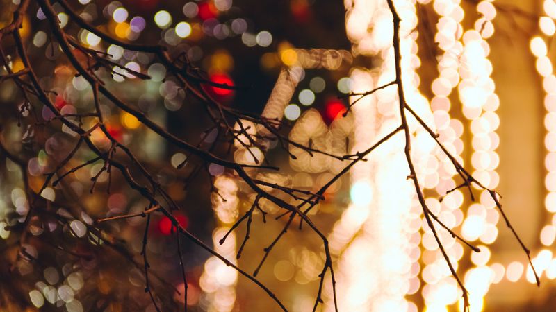branches, blur, glare, 4k
