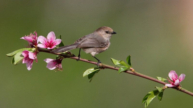 tree, bird, flowering, branch, animals, animal