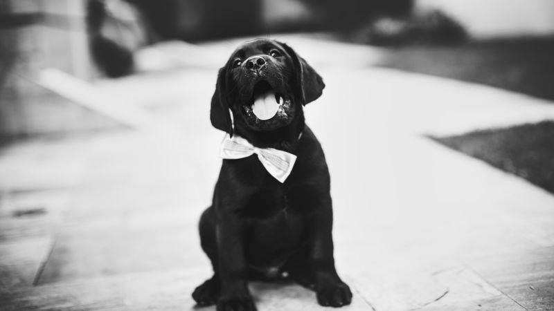 puppy, dog, bw, bow tie, 4k