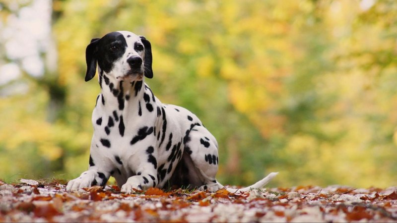 pretty, lovely, playful dog, playful, beautiful, sweet, dog face, cute, puppies, face, animals, dogs, puppy