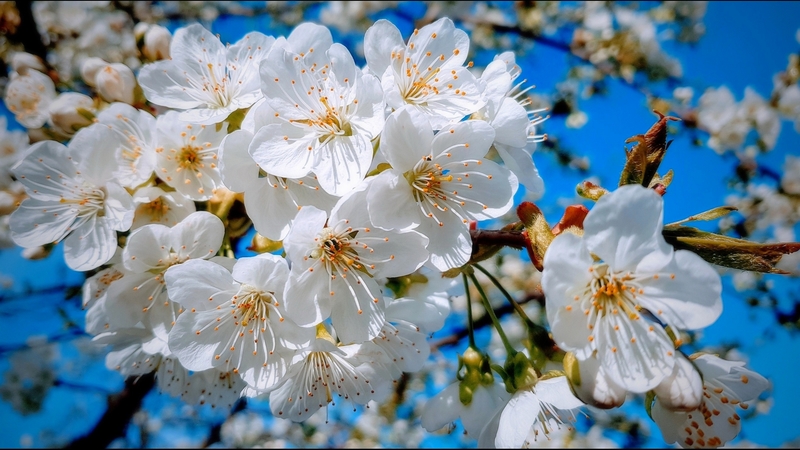 tree, blossoms, spring, beautiful, sky, branch, blooming
