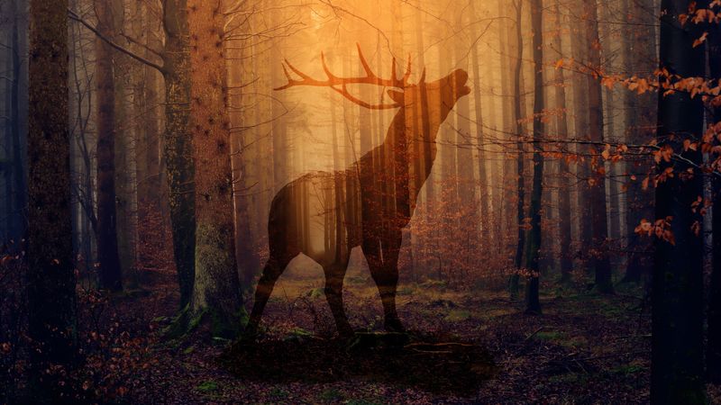 deer, forest, fog, silhouette, autumn, 4k