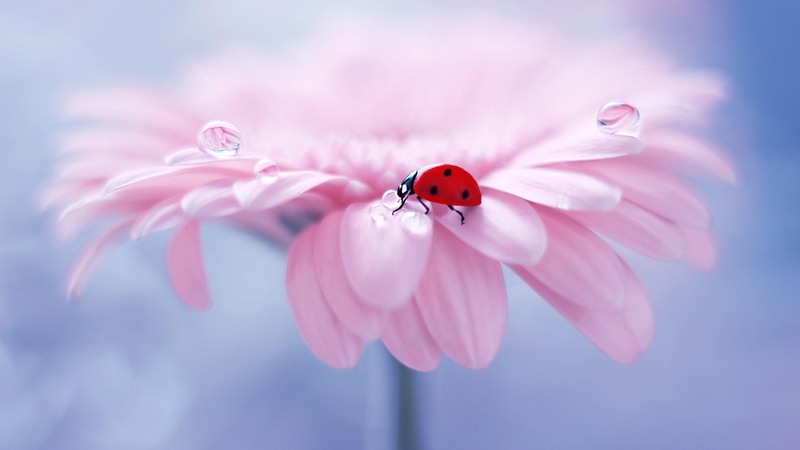 macro, insect, flower, dew