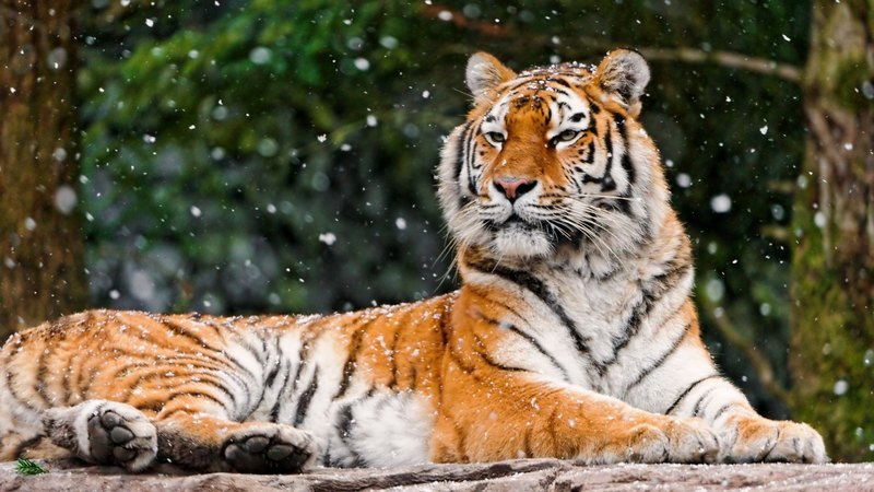 tigers, cats, animals, wild